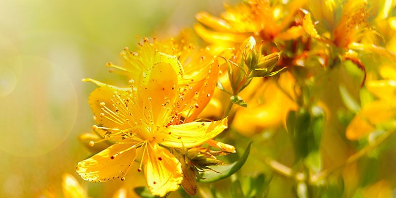 St. John's Wort