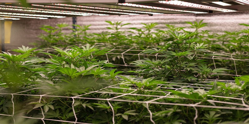 Benefits of growing cannabis with NFT hydroponics