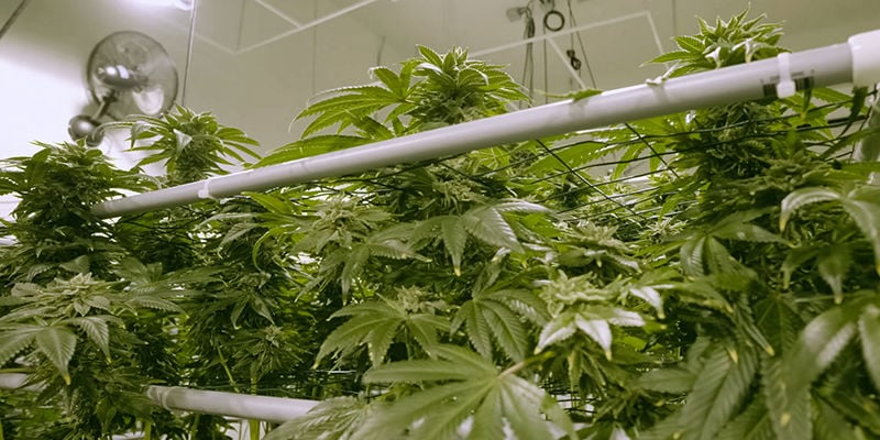 How to build an NFT hydroponic system for cannabis