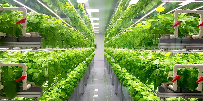 Tips for starting a nutrient film hydroponics system