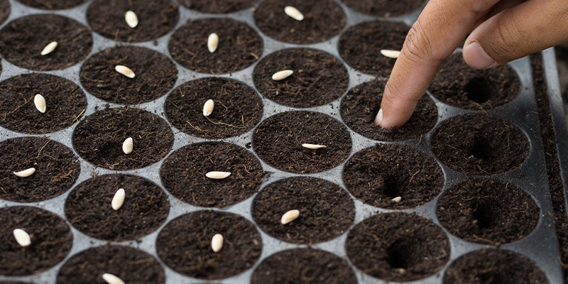 When and how to sow melon seeds