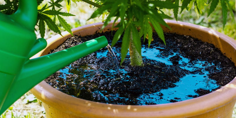 Overwatering cannabis plants