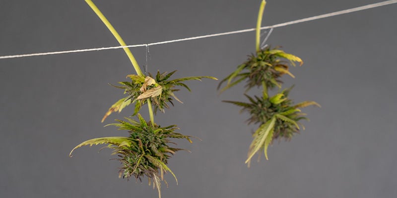 How to dry your cannabis