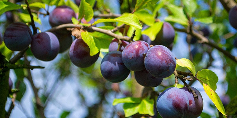 Plums