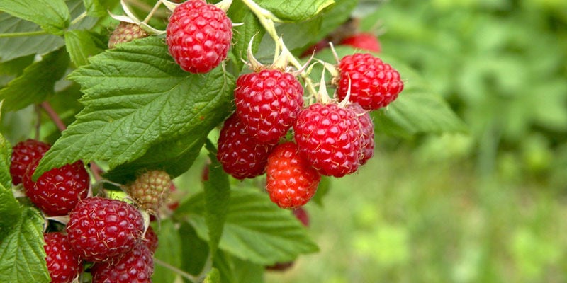 Raspberries