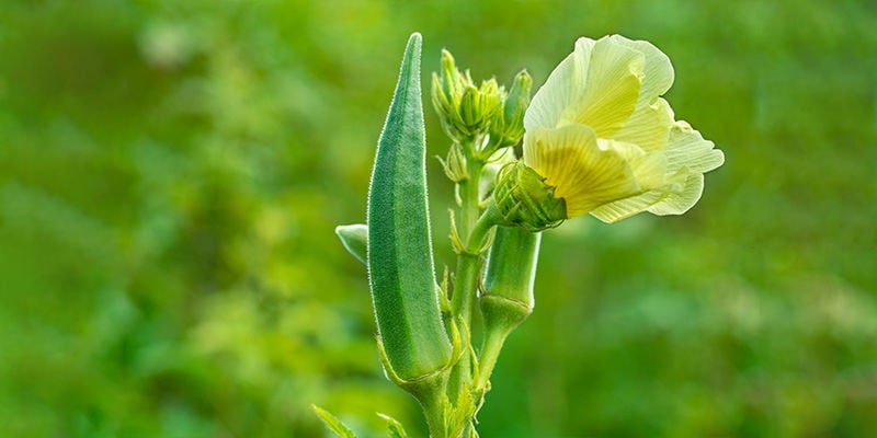 Okra