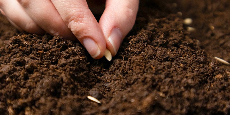 When To Sow Seeds?
