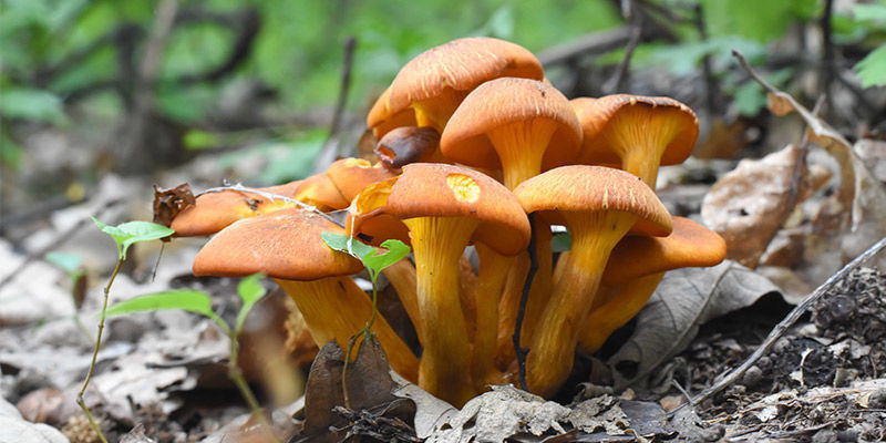 Jack-O'-Lantern Mushroom