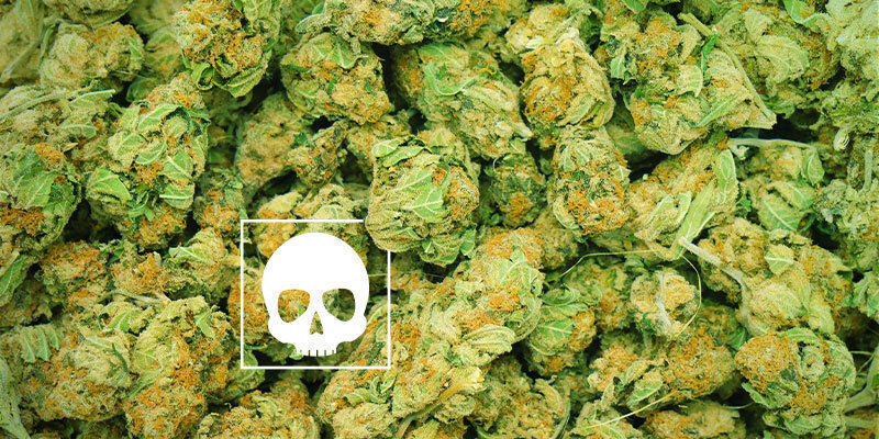 How Much Cannabis Is Lethal?