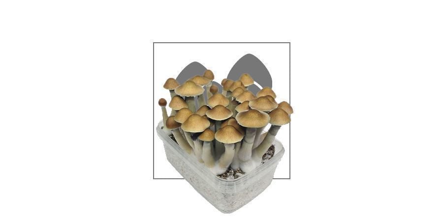 Supa Gro Magic Mushroom Grow Kits