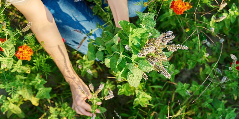 How does catnip affect humans?