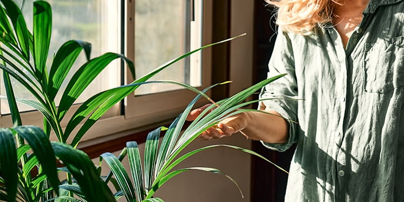 Bring nature inside and beat the winter blues