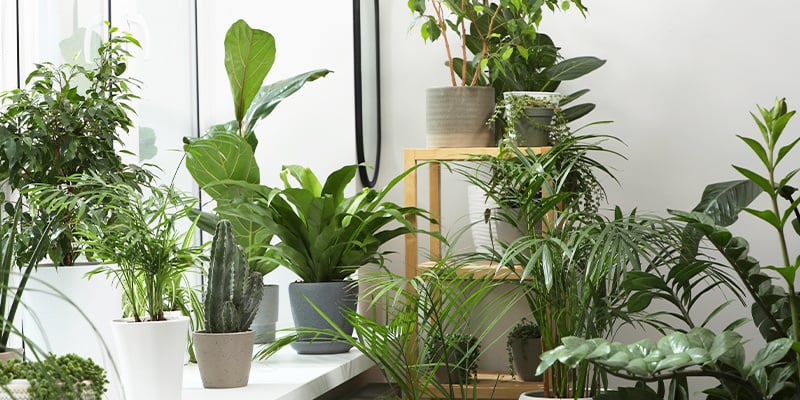Why indoor plants are essential during colder months