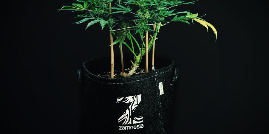 Autoflowering Cannabis Plants Don’t Need to Be Transplanted