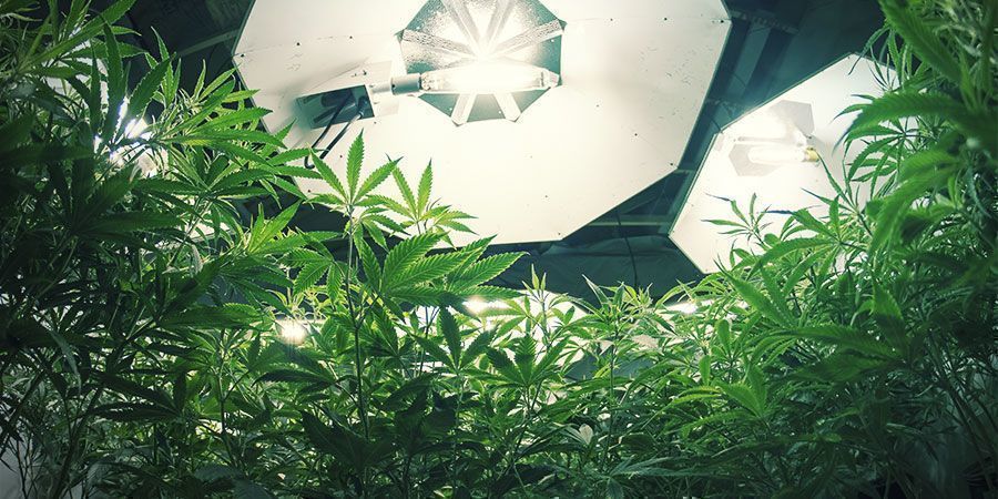 HID Lights - Cannabis Plants