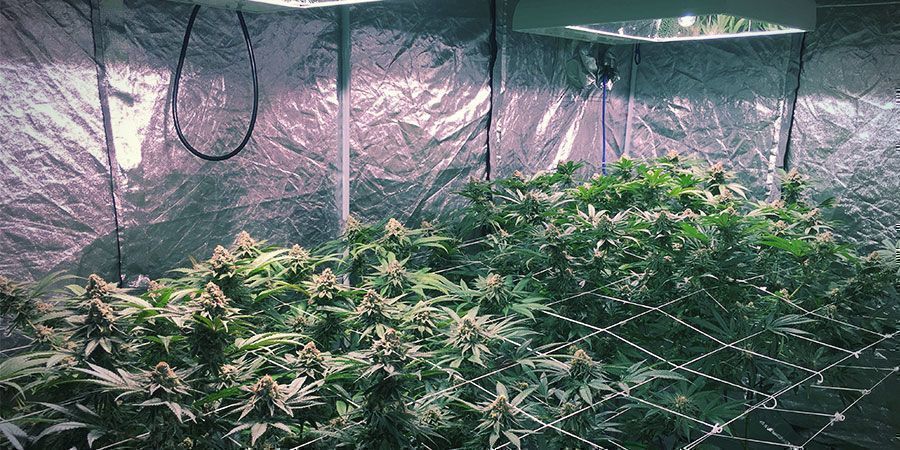 LEC Lights - Cannabis Plants