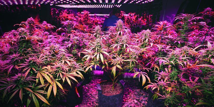 LED Lights - Cannabis Plants