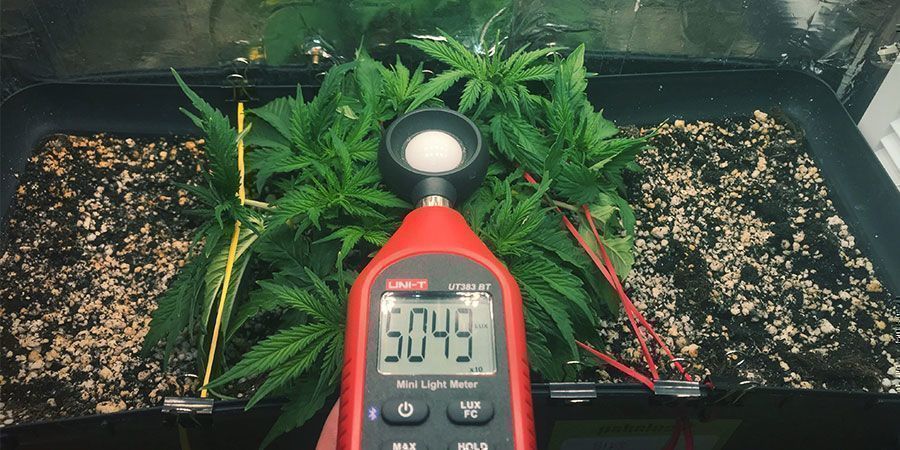 Use A Lux Meter Or PAR Meter - Cannabis Plants