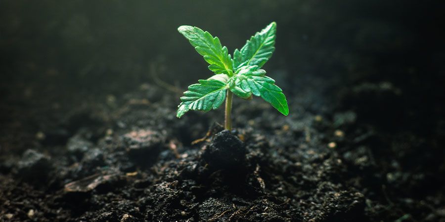 Feeding Your Cannabis Seedlings - Care Of Cannabis Seedlings