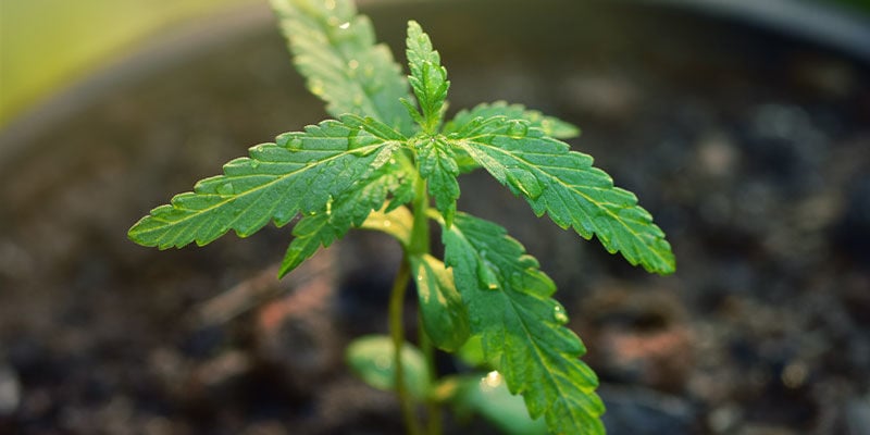 Getting The Light Right - Care Of Cannabis Seedlings