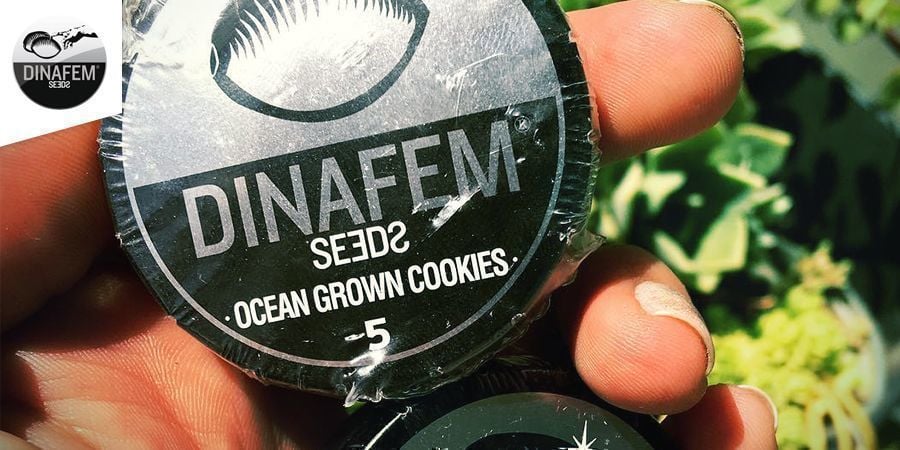 Dinafem Seeds