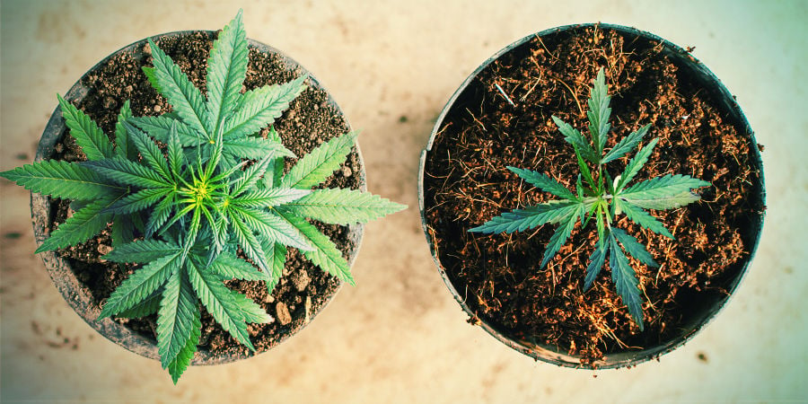 GROWING CANNABIS USING COCO COIR