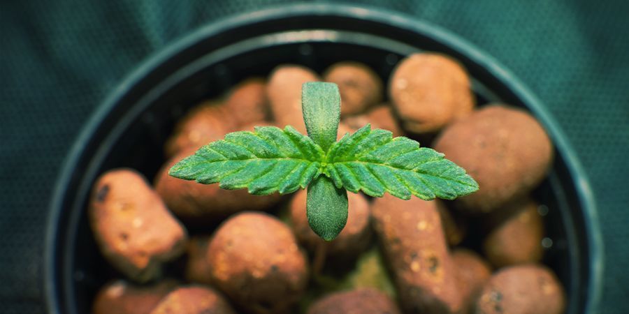 GROWING CANNABIS USING HYDROPONICS