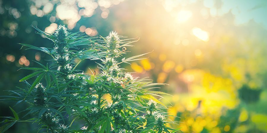 OVERVIEW AND COMPARISON OF CANNABIS GROWING MEDIA
