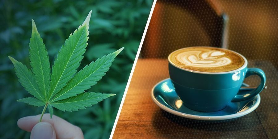 WHAT ARE THE SEPARATE EFFECTS OF MARIJUANA AND CAFFEINE?