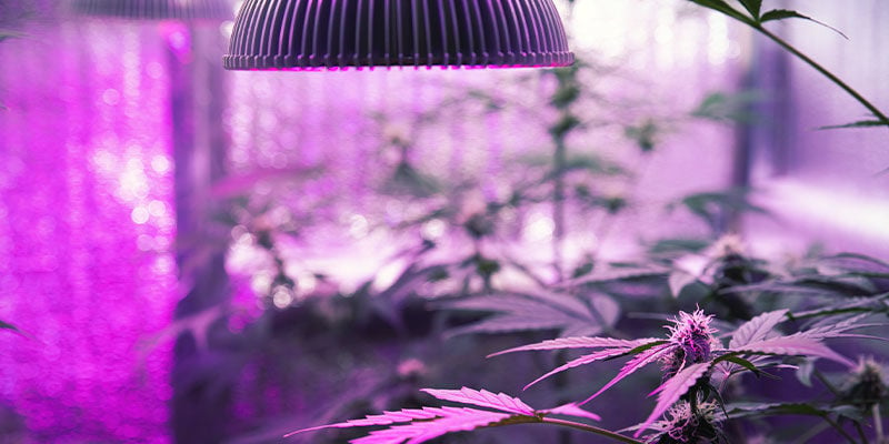 How To Give Cannabis Plants UV Light