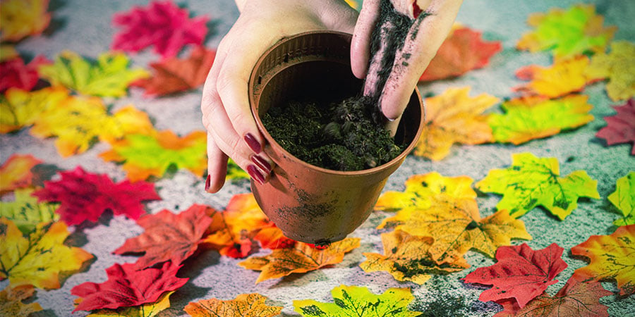 Fill The Pots With Growing Medium