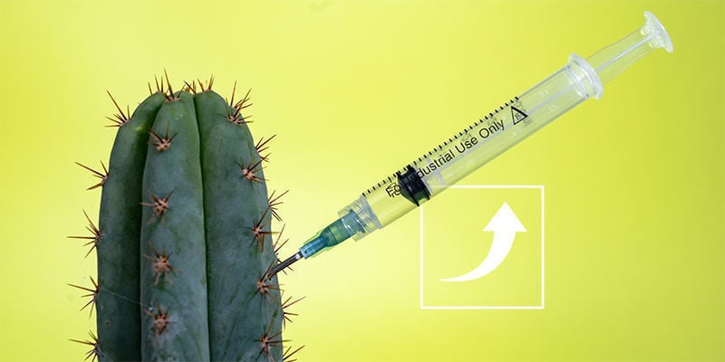How To Increase Alkaloids In Mescaline Cacti