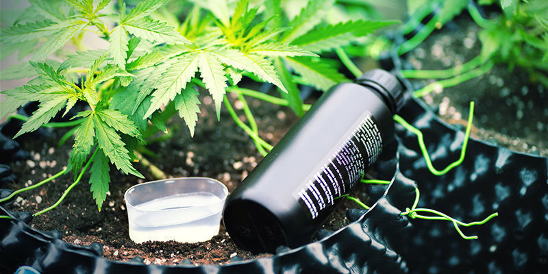 Mega Cannabis Buds: What Is Silica