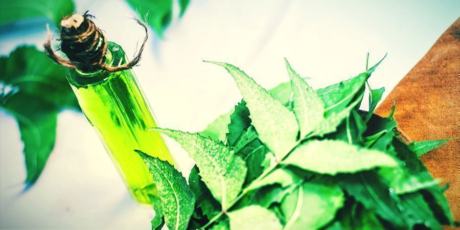 Neem Oil - foliar spray your cannabis
