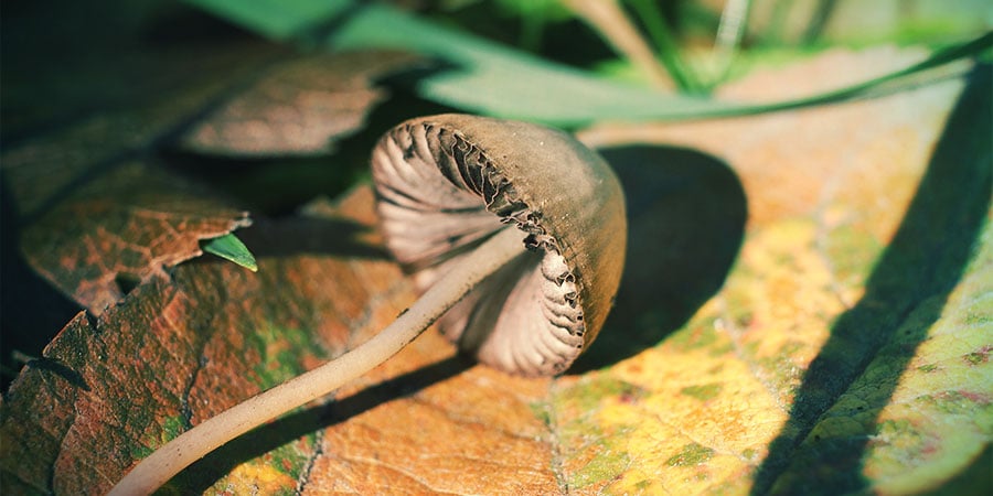 How To Identify Different Types Of Magic Mushrooms