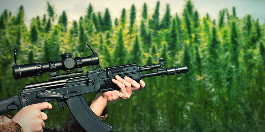 HOW TO GROW AK-47