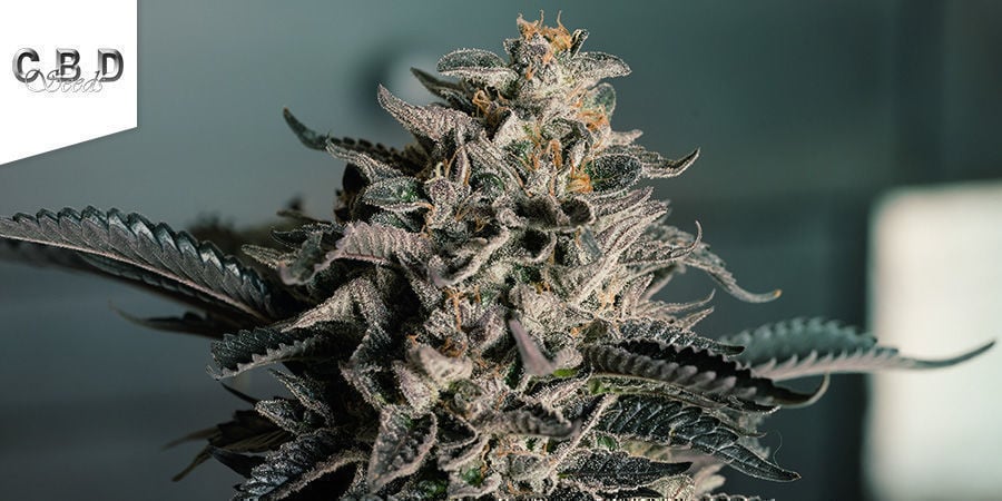 Lavender (CBD Seeds)