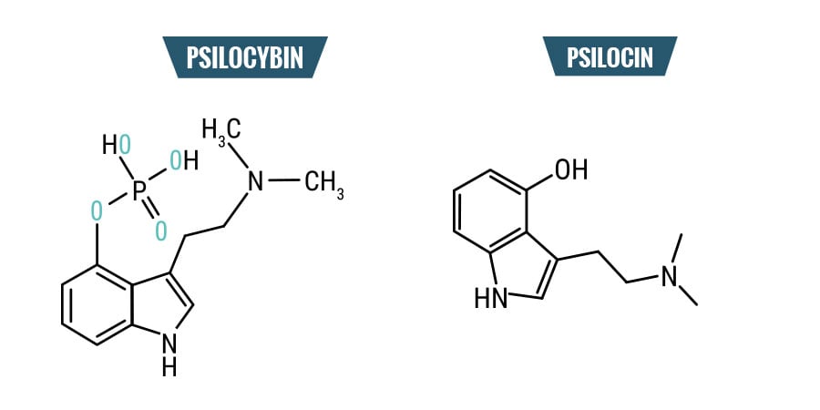 Psilocybin vs. Psilocin