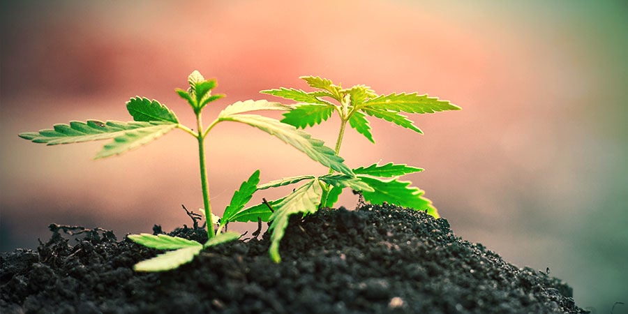 Growing Cannabis In The Ground