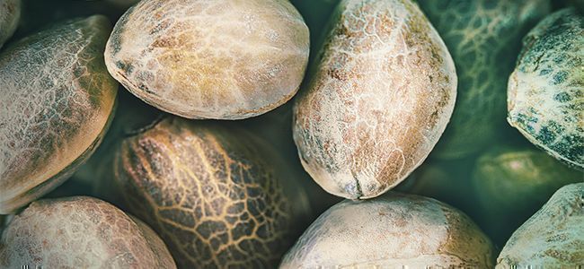 Cannabis Seeds