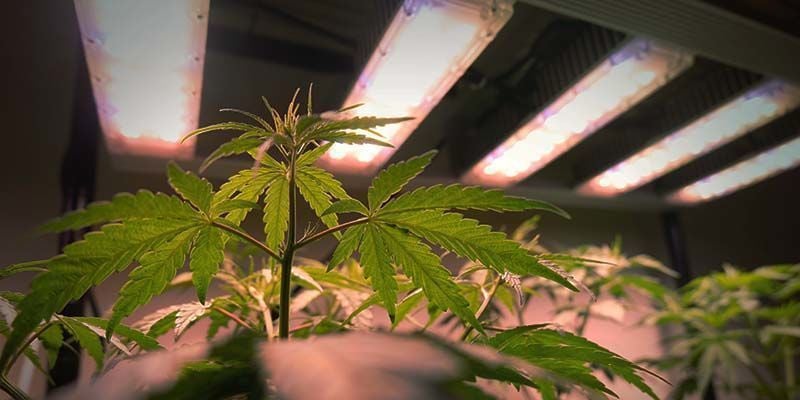 Light Spectrum For Cannabis Seedlings