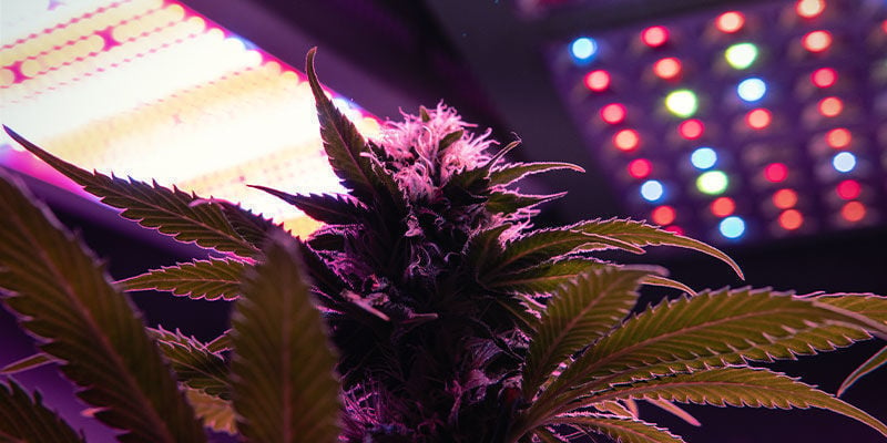 Light Spectrum For Flowering Cannabis Plants