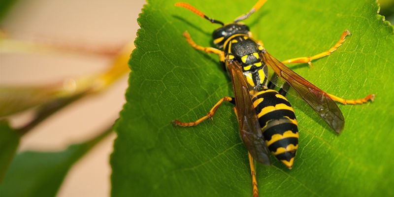 Wasp Venom