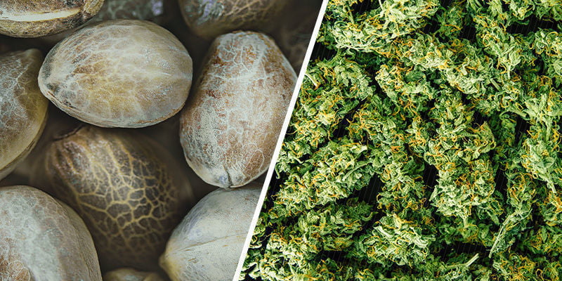 Are Regular Cannabis Seeds Better Than Feminized Seeds?