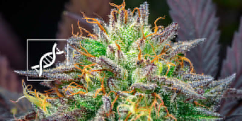 Regular And Feminized Cannabis Seeds: Genetic Stability