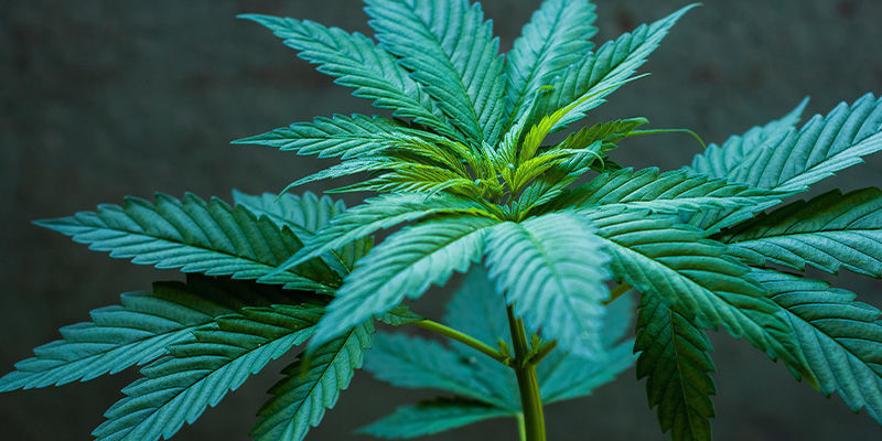 Growing Regular And Feminized Cannabis Seeds