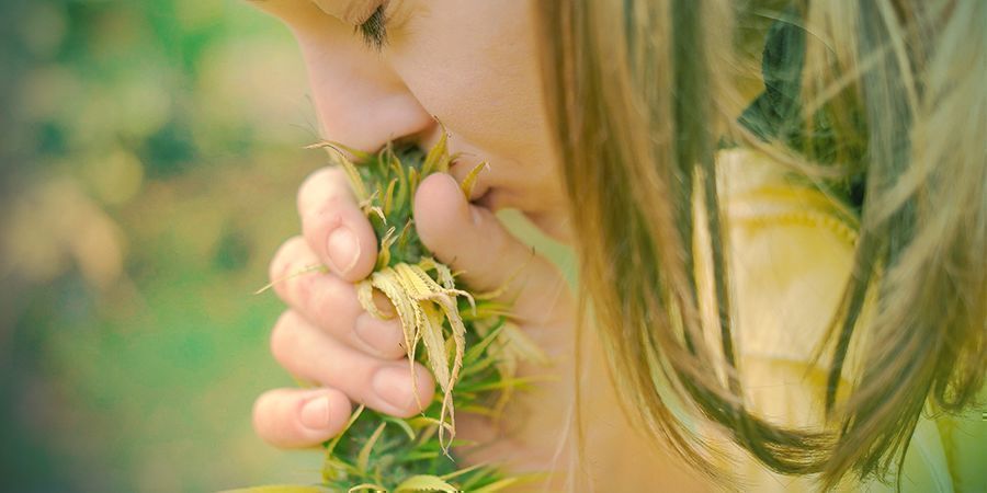 Cannabis - Smell It!