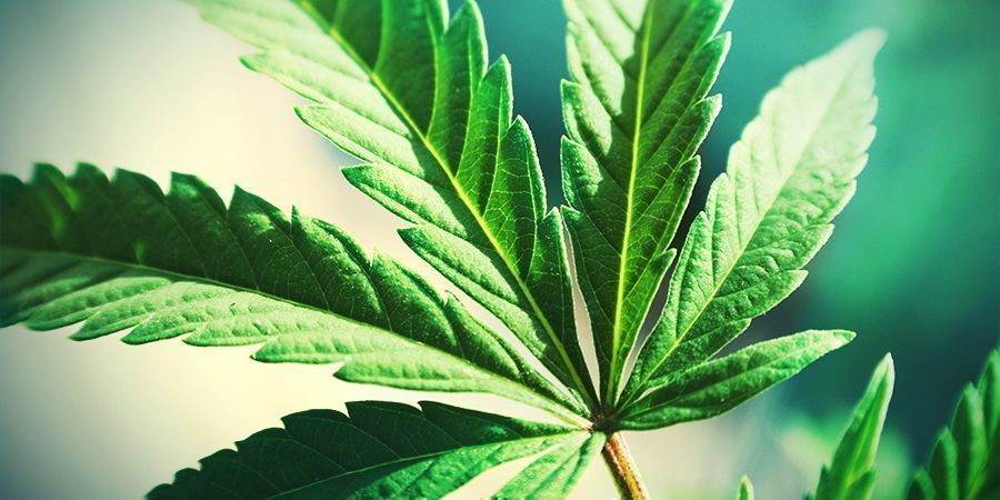 Cannabis Too Much Leaf