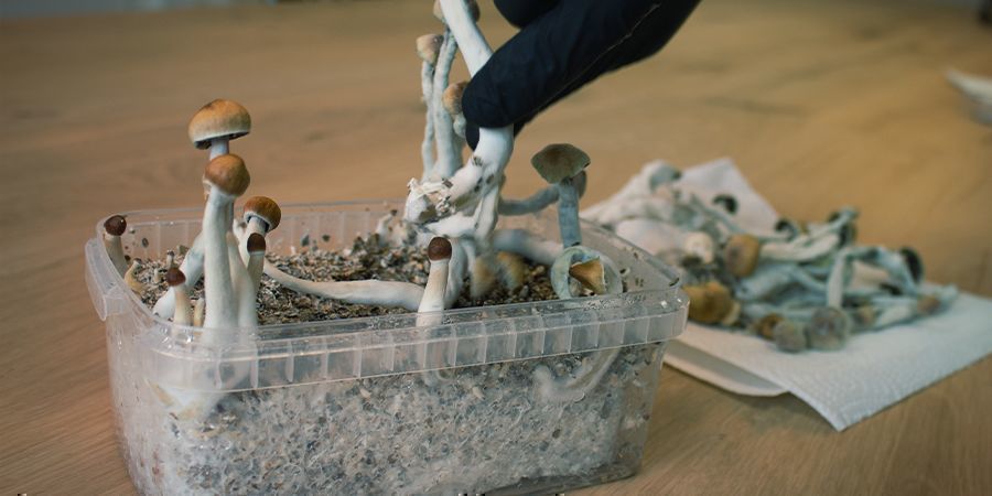 How To Work Sterile With Magic Mushroom Grow Kits