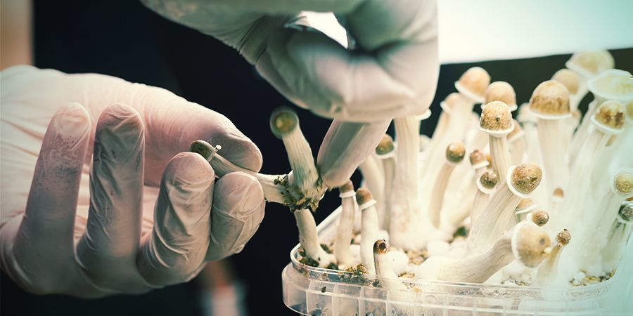 Why Sterile Technique Is Essential for Magic Mushroom Cultivation